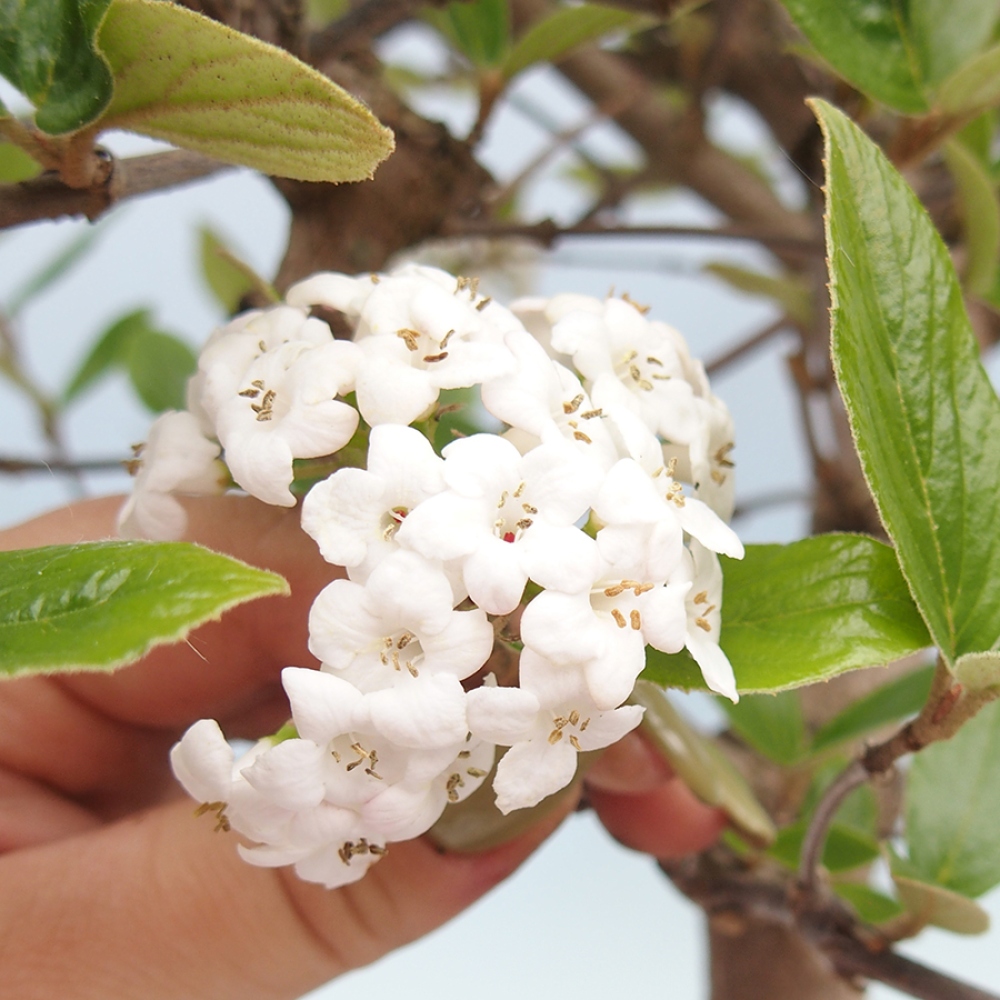 Bonsai für draußen - Kalina Bodnanská - Viburum carlesii hemsi
