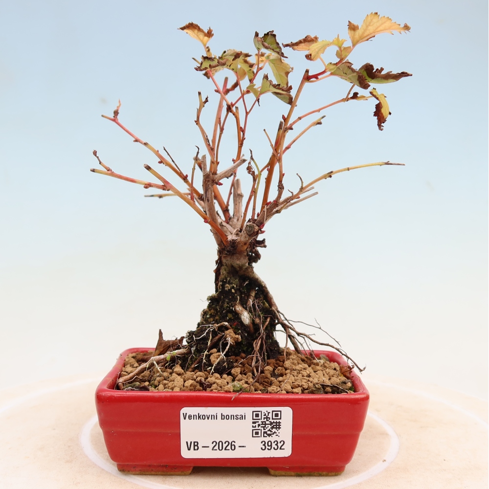 Bonsai für den Außenbereich – Stephanandra incisa – Gebogene Stephanandra