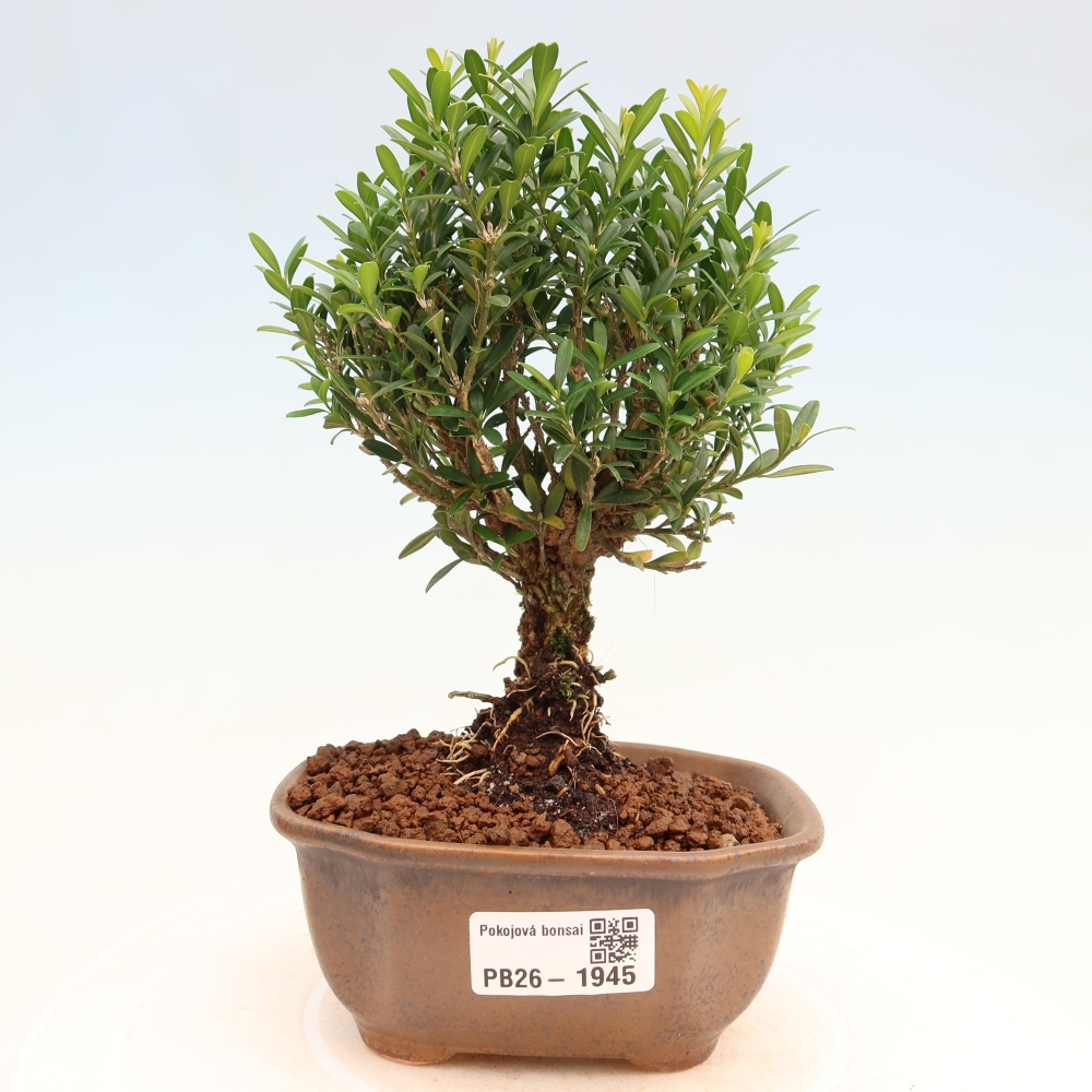 Zimmer Bonsai - Buxus harlandii - Korkbuxus