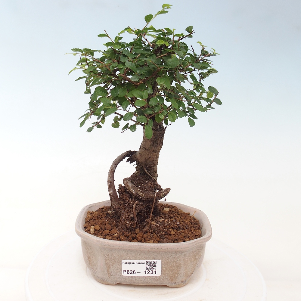 Zimmerbonsai - Ulmus parvifolia - Kleinblättrige Ulme