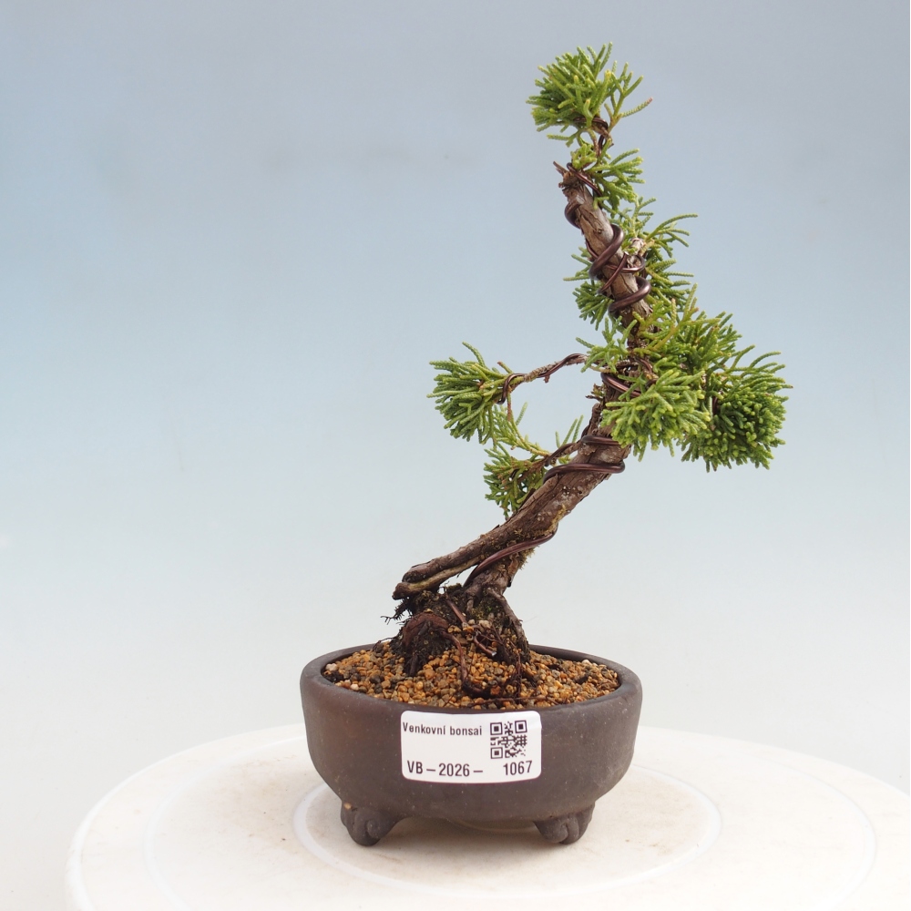 Bonsai für draußen - Juniperus chinensis Kishu