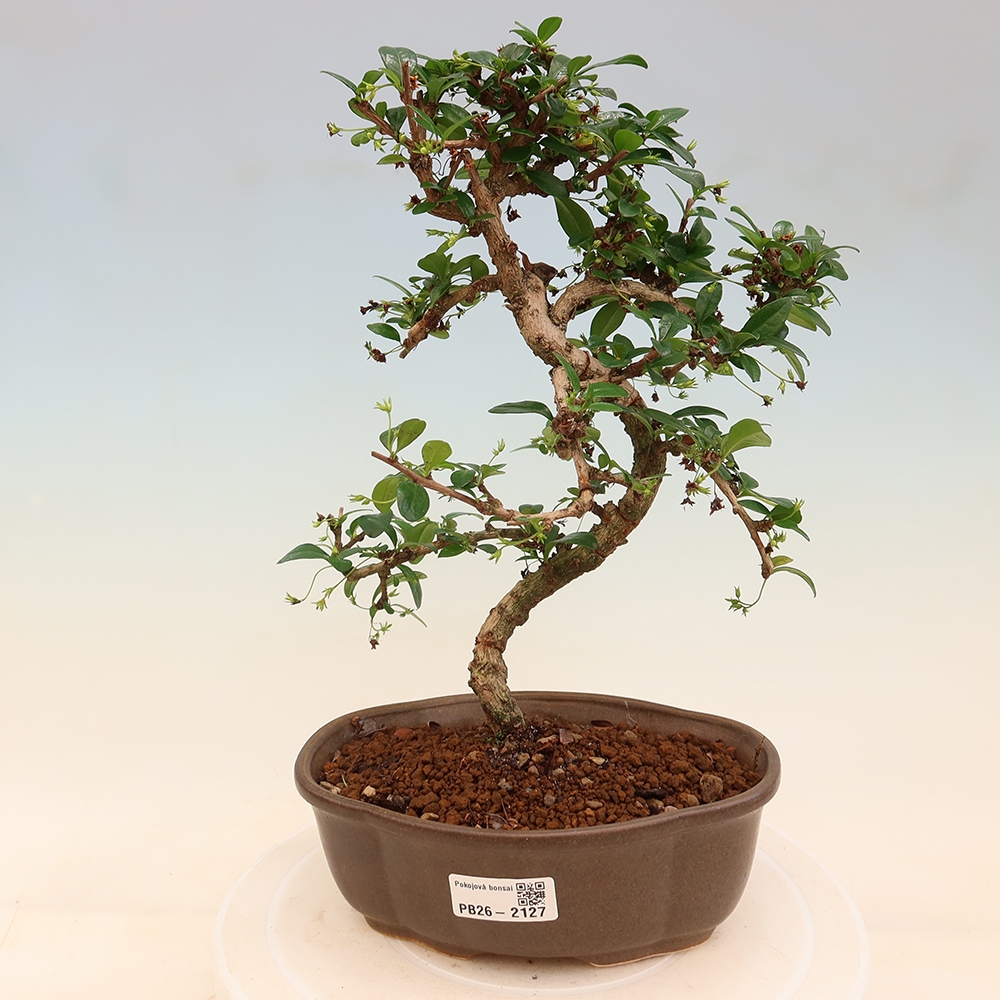 Zimmer-Bonsai - Carmona macrophylla - Tee-Fuki