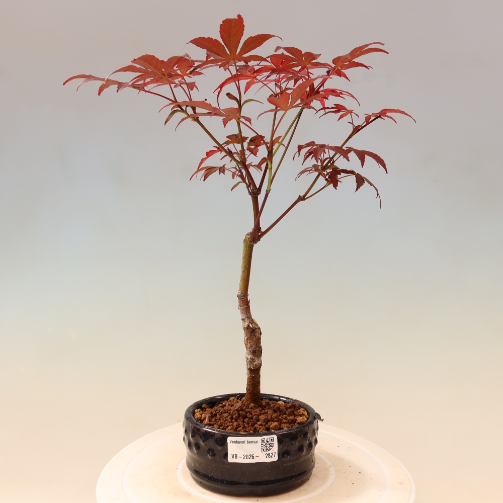 Bonsai für draußen - Acer-Palme. Atropurpureum-Javor palmate