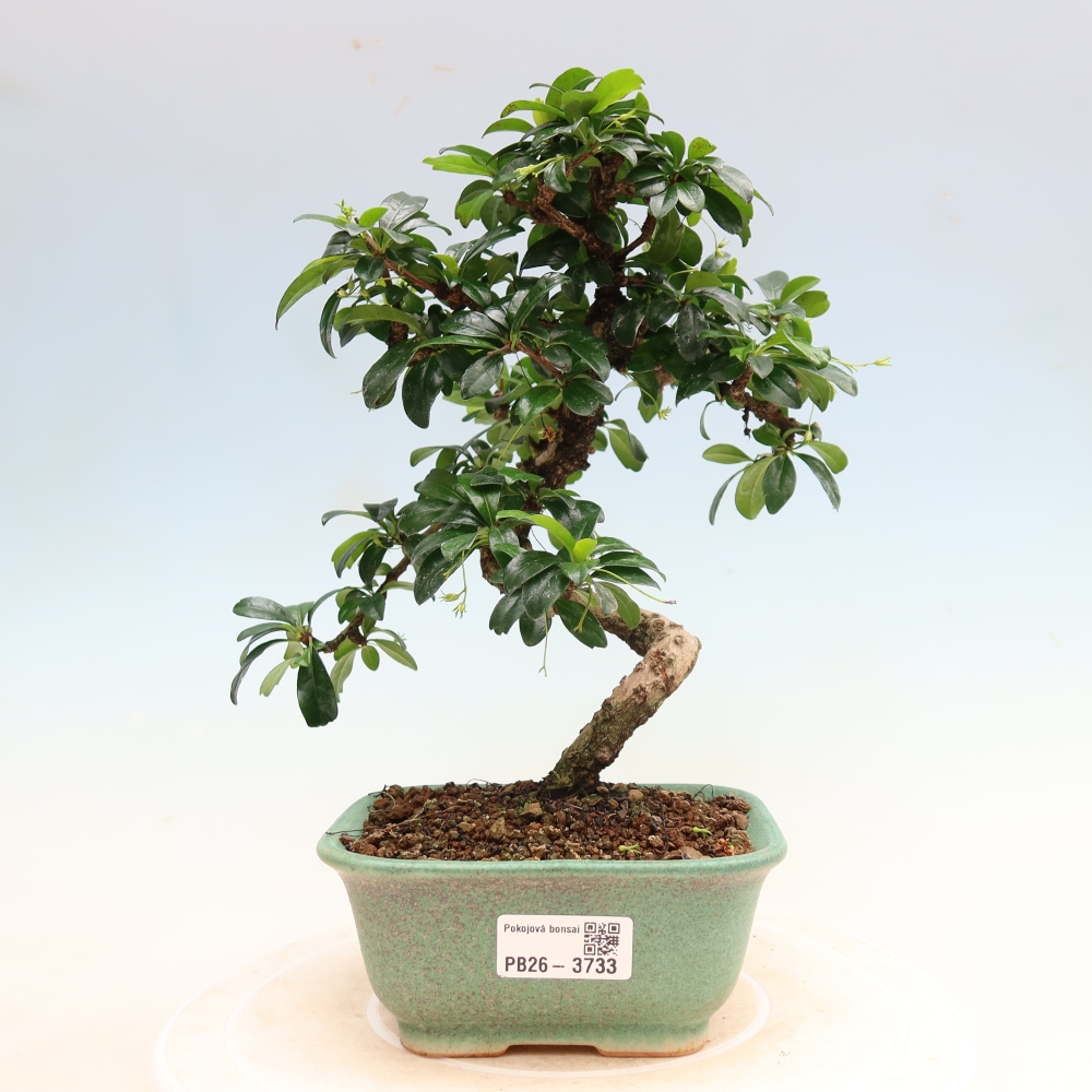 Zimmer-Bonsai - Carmona macrophylla - Tee-Fuki