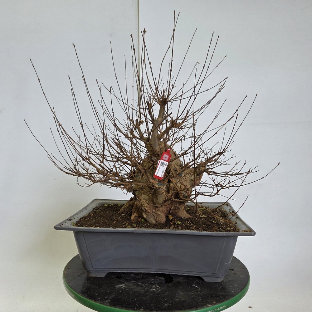 Freiland Bonsai Ahorn Burger - Acer Burgeriana