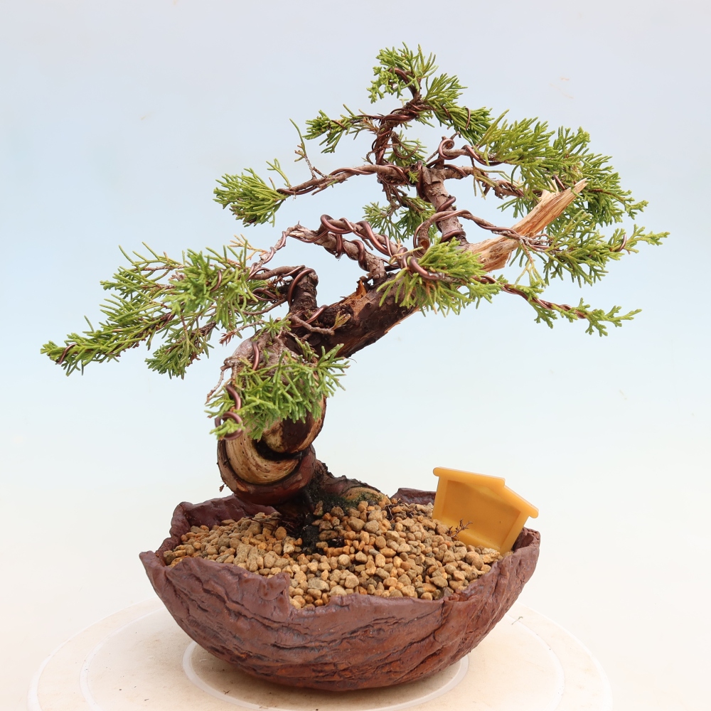 Bonsai für draußen - Juniperus chinensis Itoigawa-Juniperus chinensis