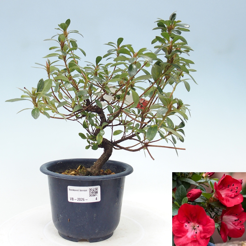 Bonsai für draußen - Japanische Azalee - Azalea Benibeni