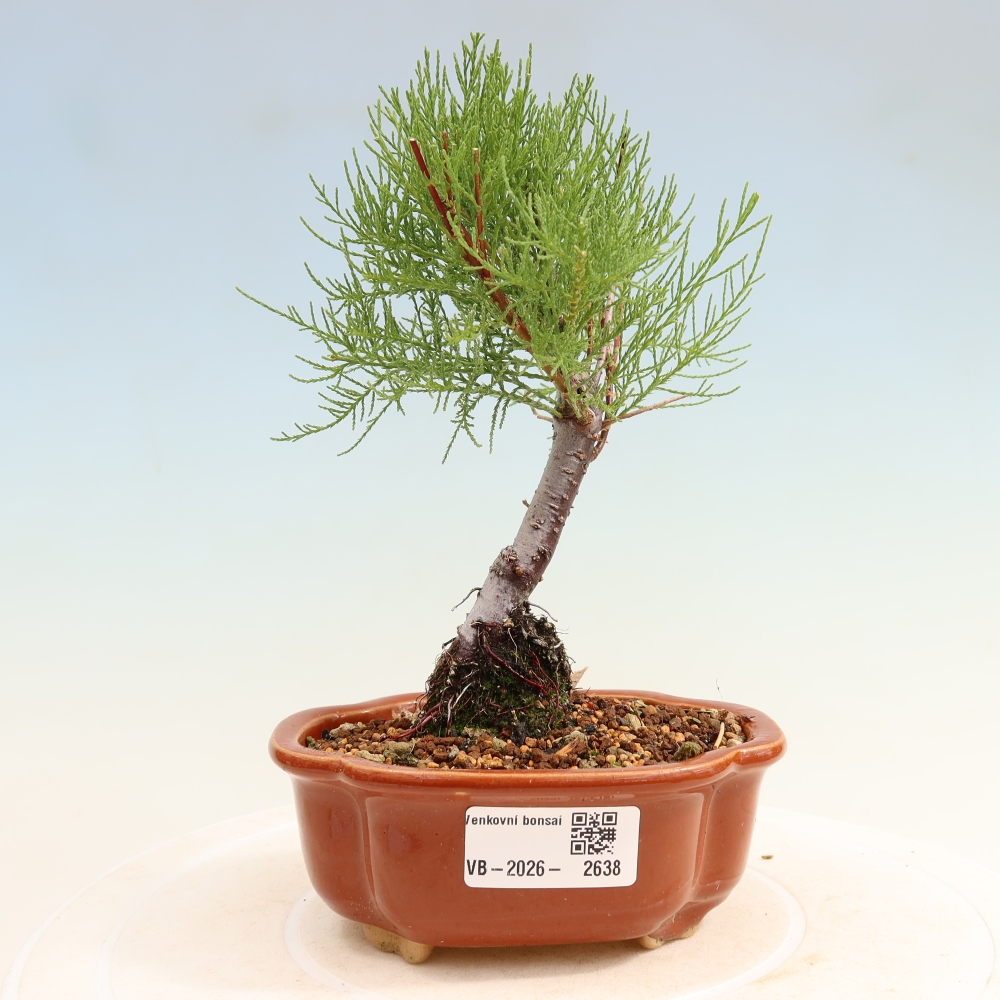Bonsai für draußen - Tamariske - Tamarix