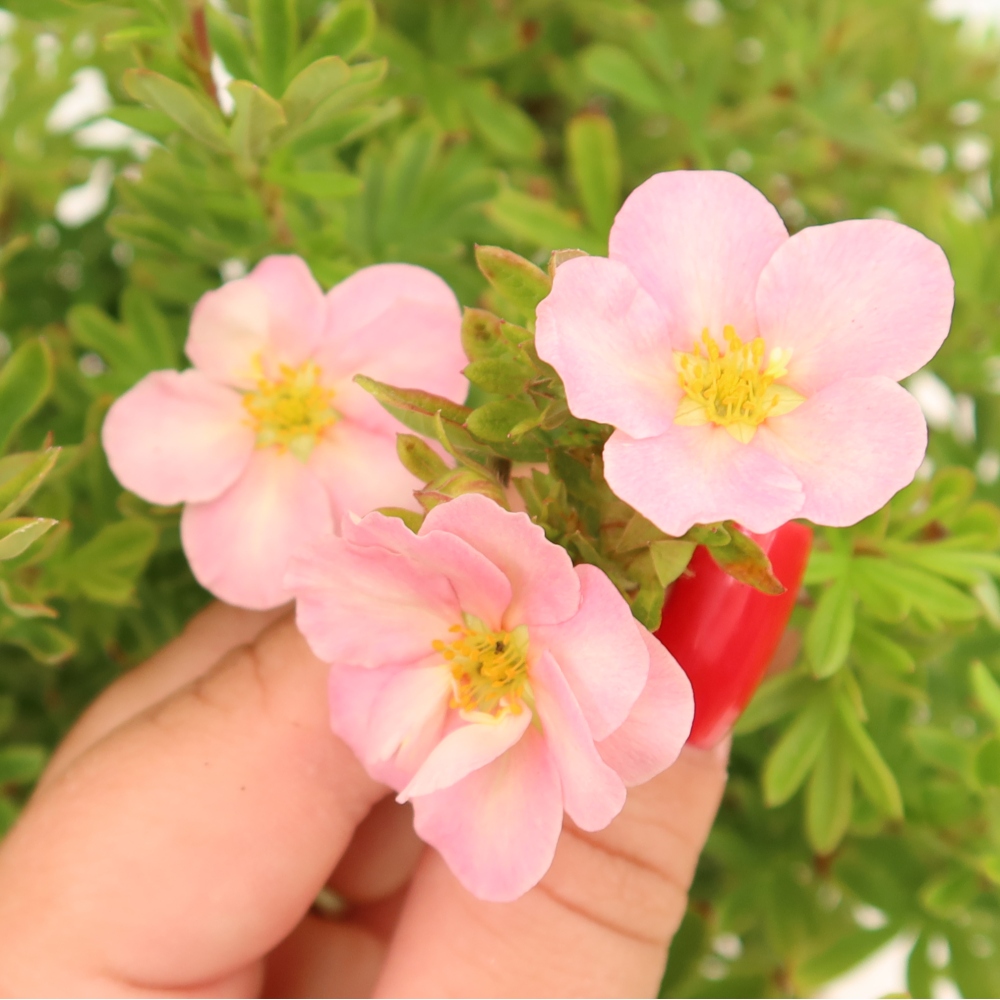 Bonsai für den Außenbereich – Strauch-Fingerkraut – Potentilla fruticosa Bellissima