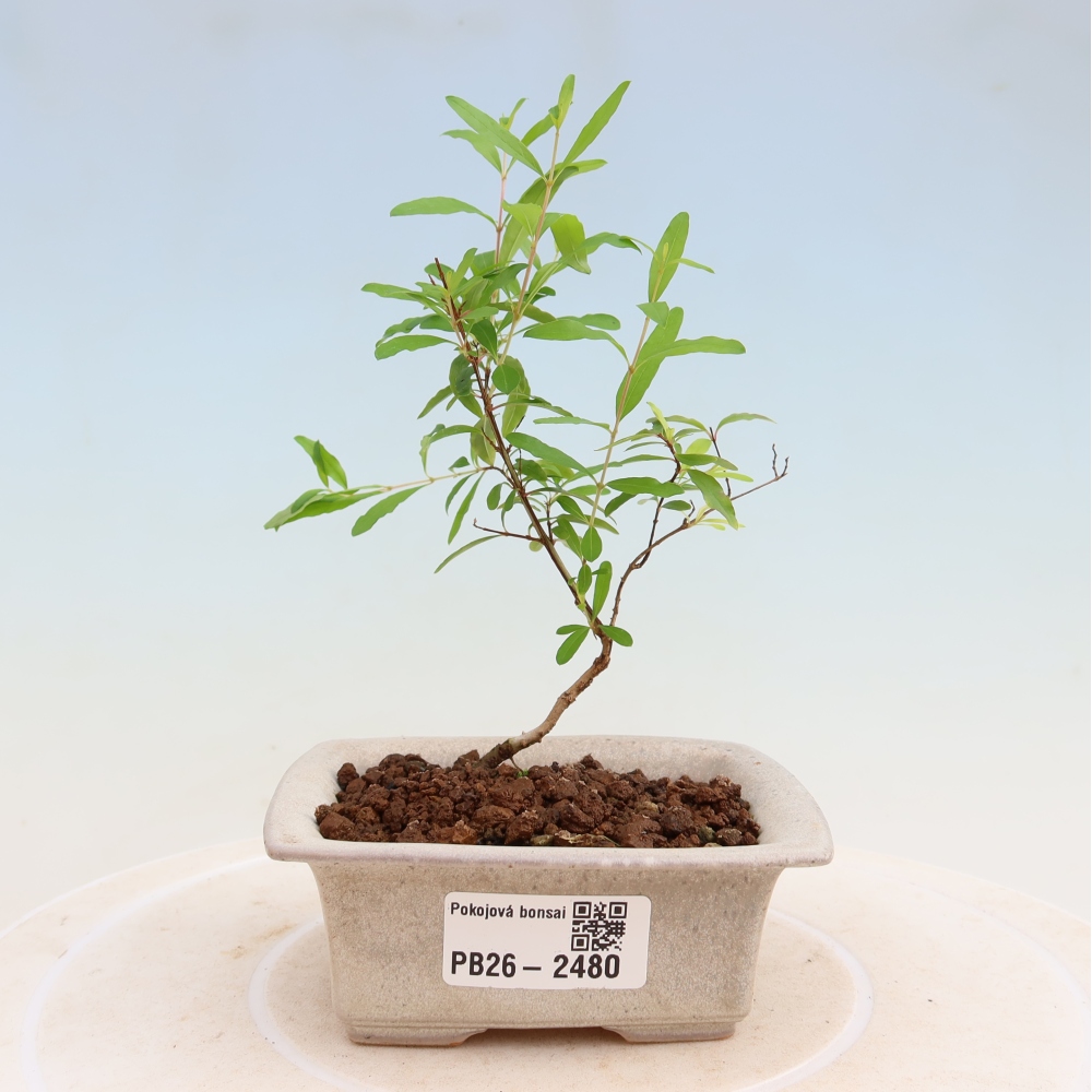 Zimmer-Bonsai-PUNICA granatum nana-Apfel-Granatapfel