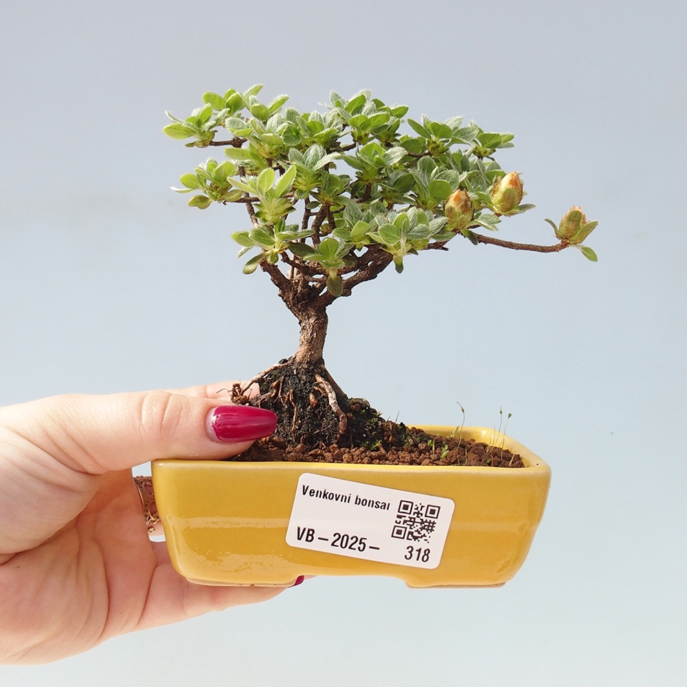 Bonsai für draußen - Rhododendron indicum - Japanische Azalee