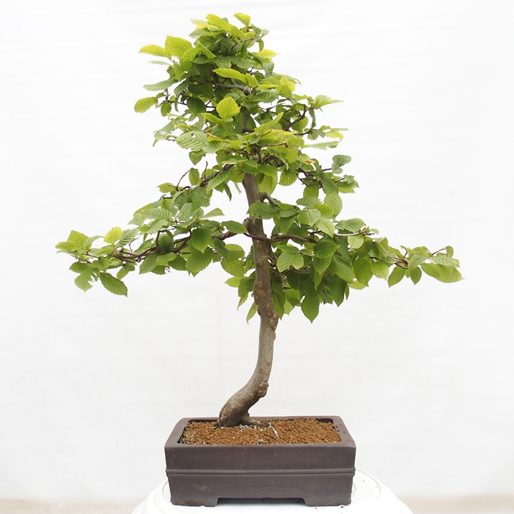 Bonsai für draußen - Hainbuche - Carpinus betulus