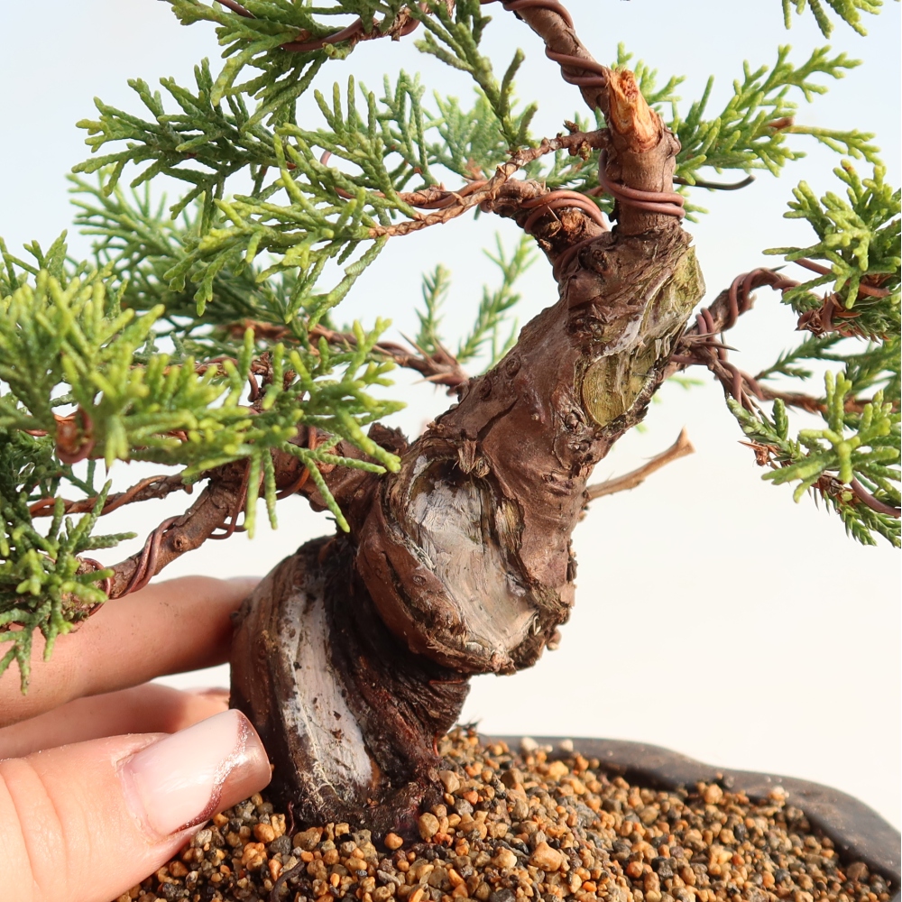 Bonsai für draußen - Juniperus chinensis Itoigawa