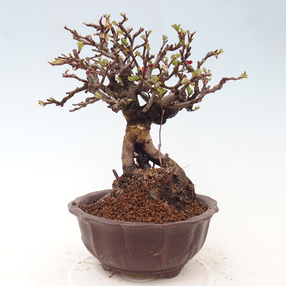 Bonsai für draußen - Chaneomeles speciosa - Quitte