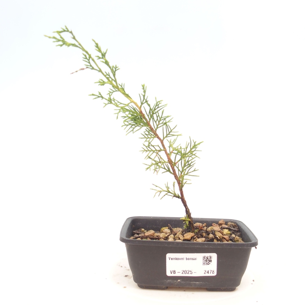 Bonsai für draußen - Juniperus chinensis Itoigawa