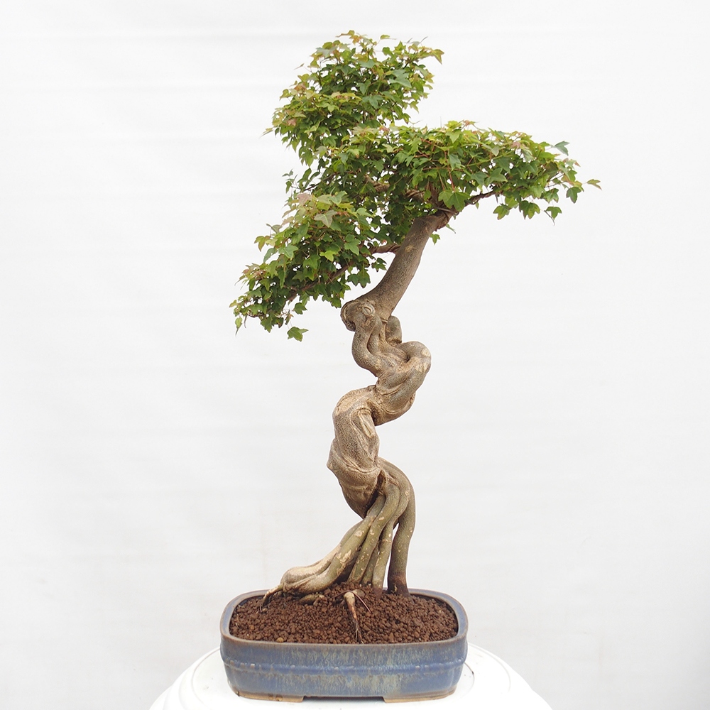 Bonsai für draußen - Acer Buergerianum - Bergahorn
