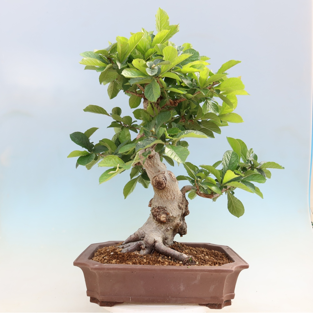 Bonsai für draußen - Photinia villosa