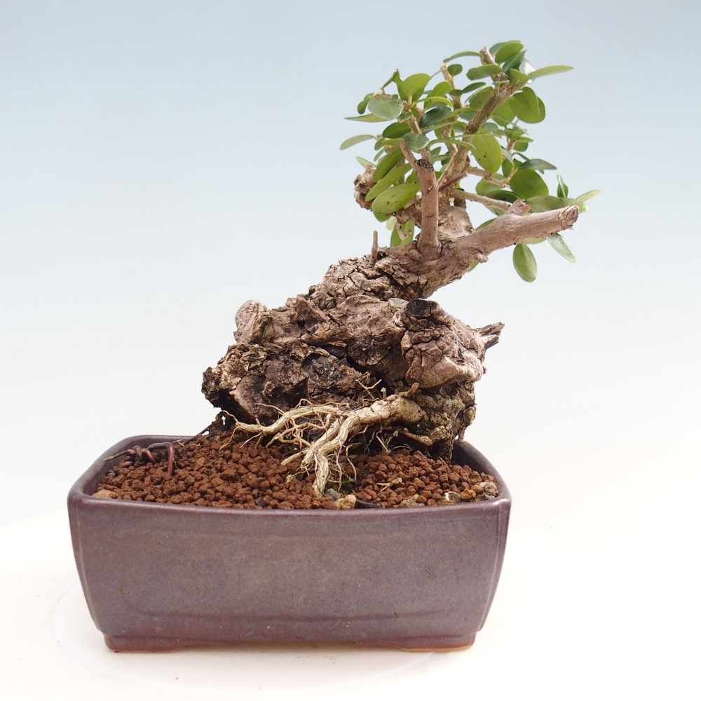 Zimmerbonsai - Olea europaea sylvestris