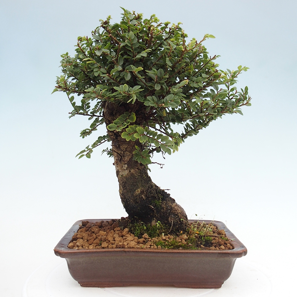 Bonsai für draußen - Ulmus parvifolia Hokkaido - Chinesische Ulme