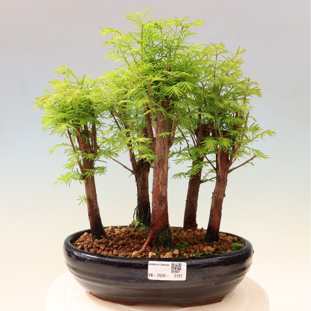 Bonsai für den Außenbereich – Metasequoia glyptostroboides – Chinesische Metasequoia – Wäldchen
