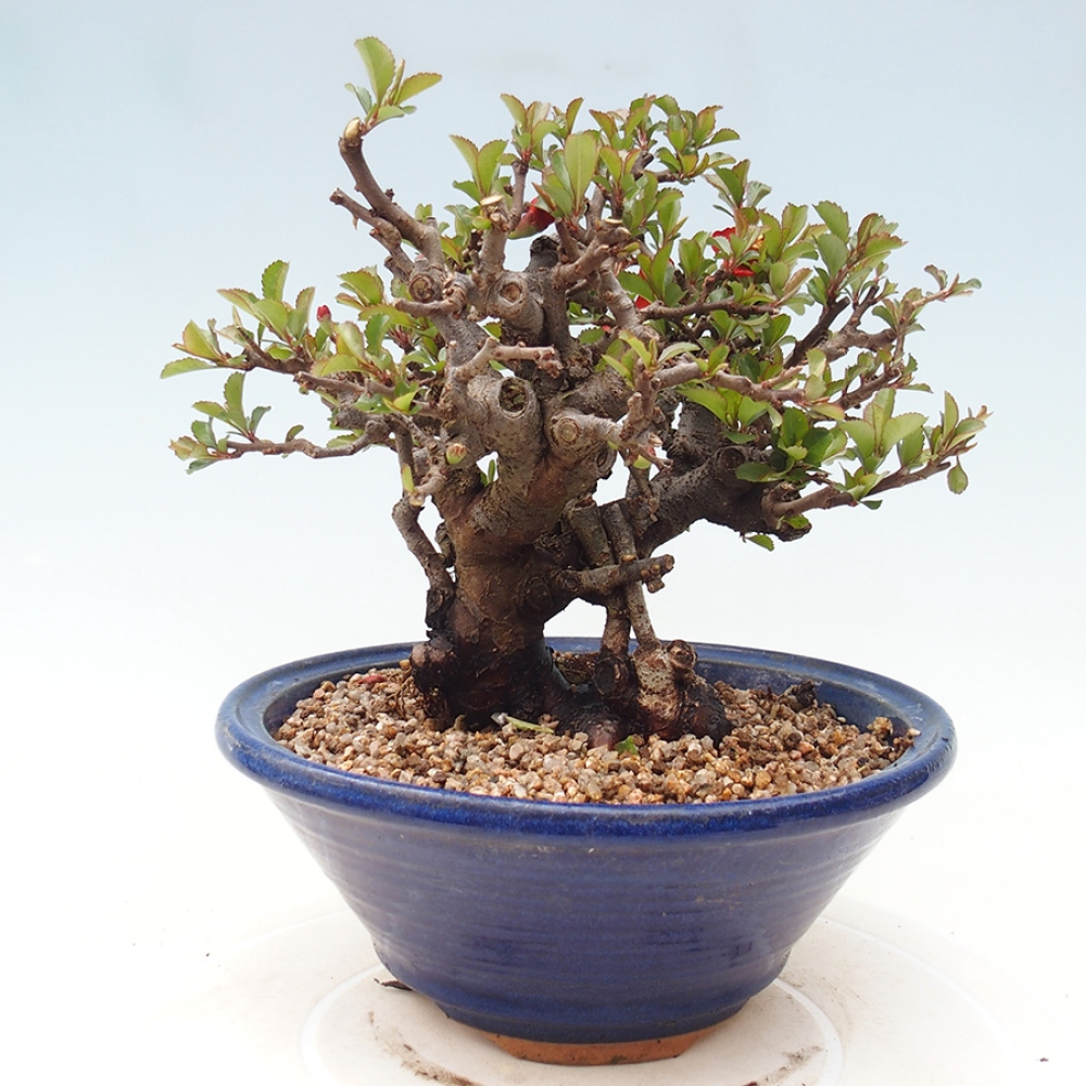 Bonsai für draußen - Chaneomeles speciosa - Quitte