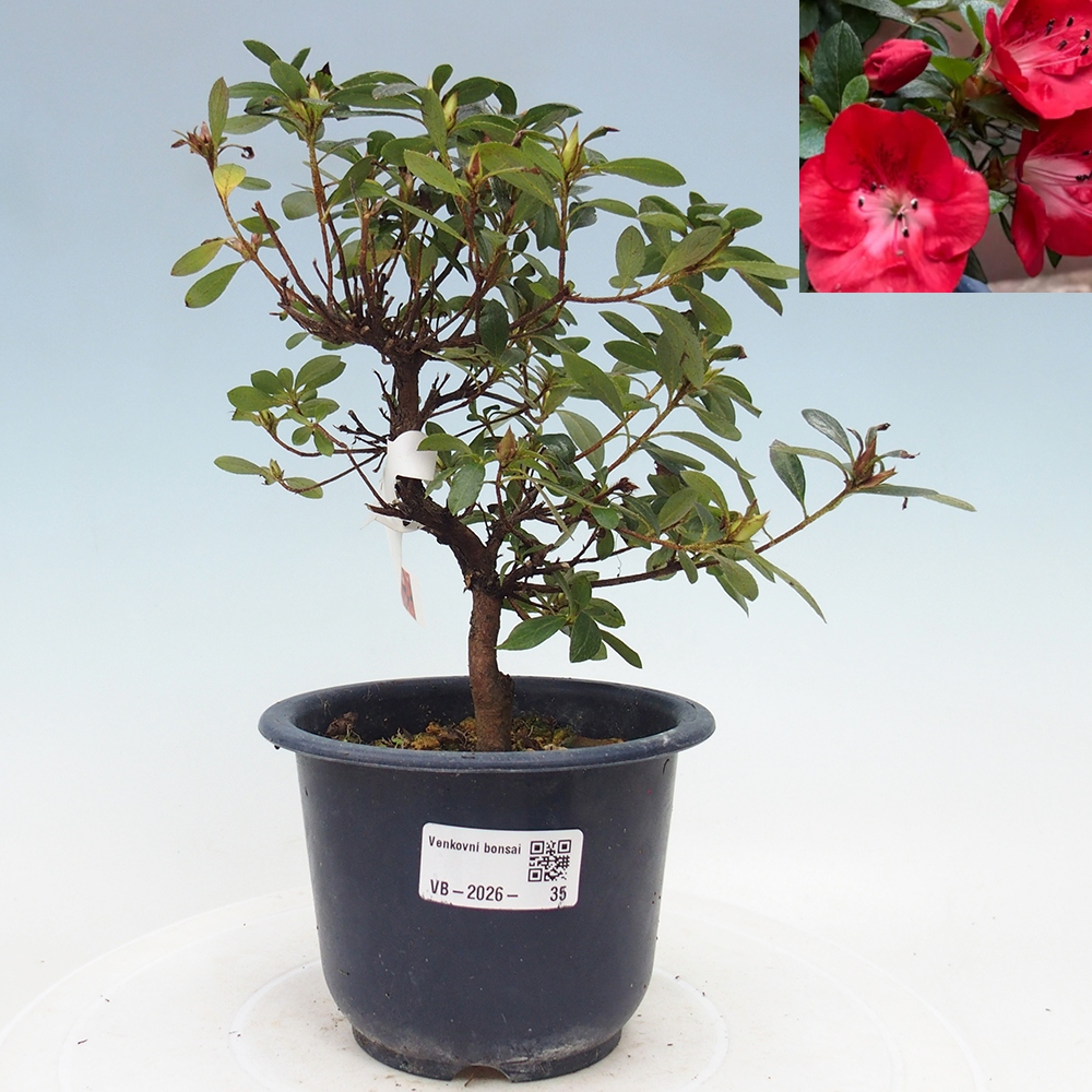 Bonsai für draußen - Japanische Azalee - Azalea Benibeni