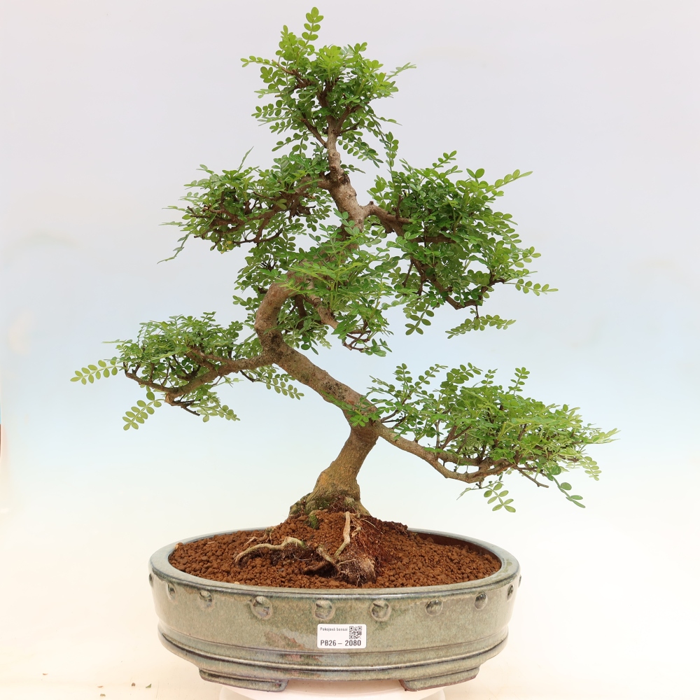 Zimmer Bonsai - Zantoxylum piperitum - Pfefferbaum
