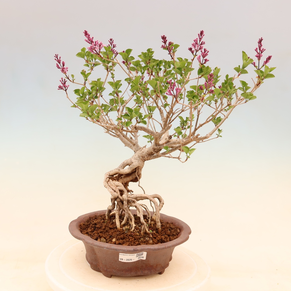 Bonsai für draußen - Syringa microphylla - Kleinblütiger Flieder