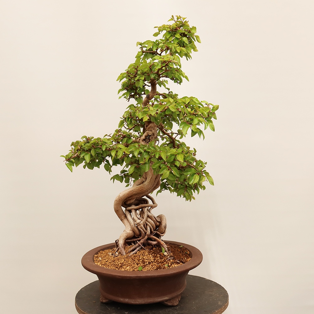 Bonsai für draußen - Karpinus Coreana - Koreanische Hainbuche