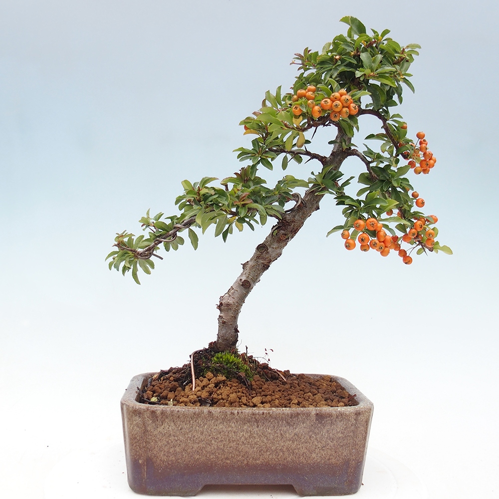 Freiland-Bonsai-Pyracantha Teton -Hlox