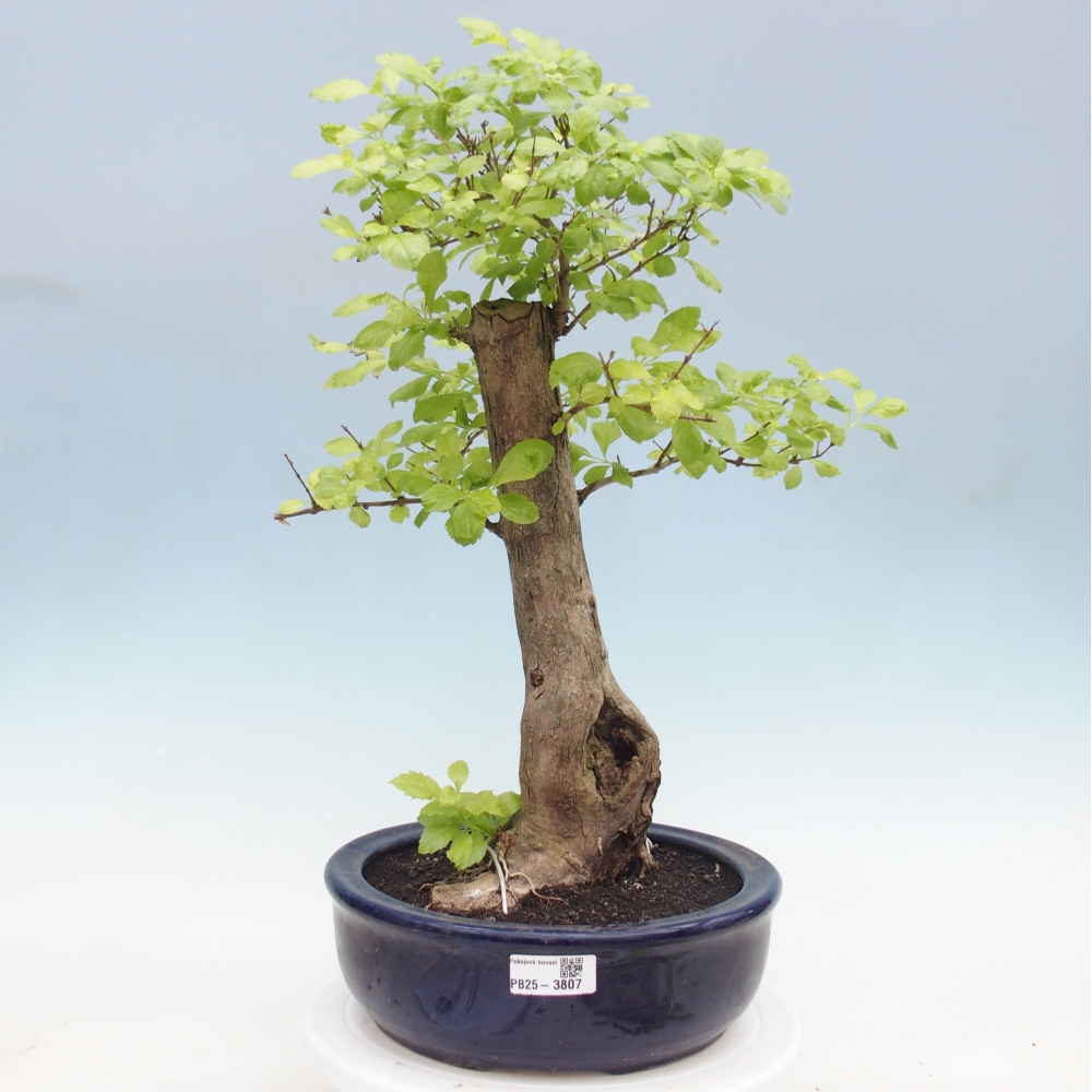 Zimmerbonsai - Duranta erecta Aurea