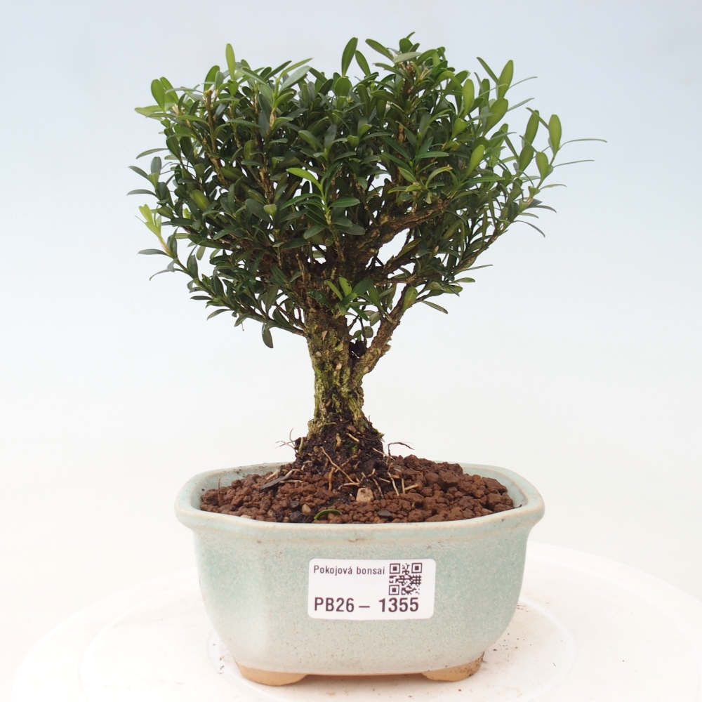 Zimmer Bonsai - Buxus harlandii - Korkbuxus