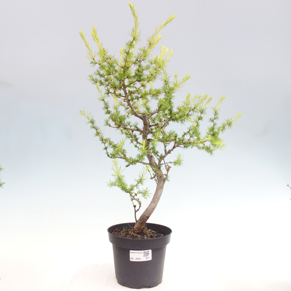 Bonsai für draußen -Larix decidua - Lärche