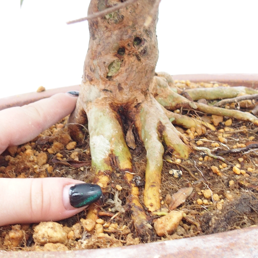 Bonsai für draußen - Japanische Azalee - Azalee Hanatsuzuri