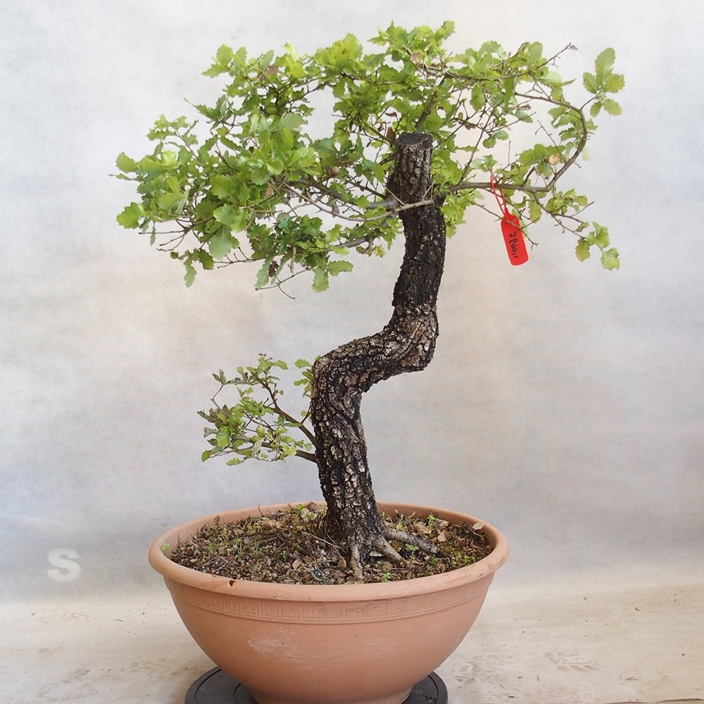 Außenbonsai Quercus Cerris - Eiche Cer