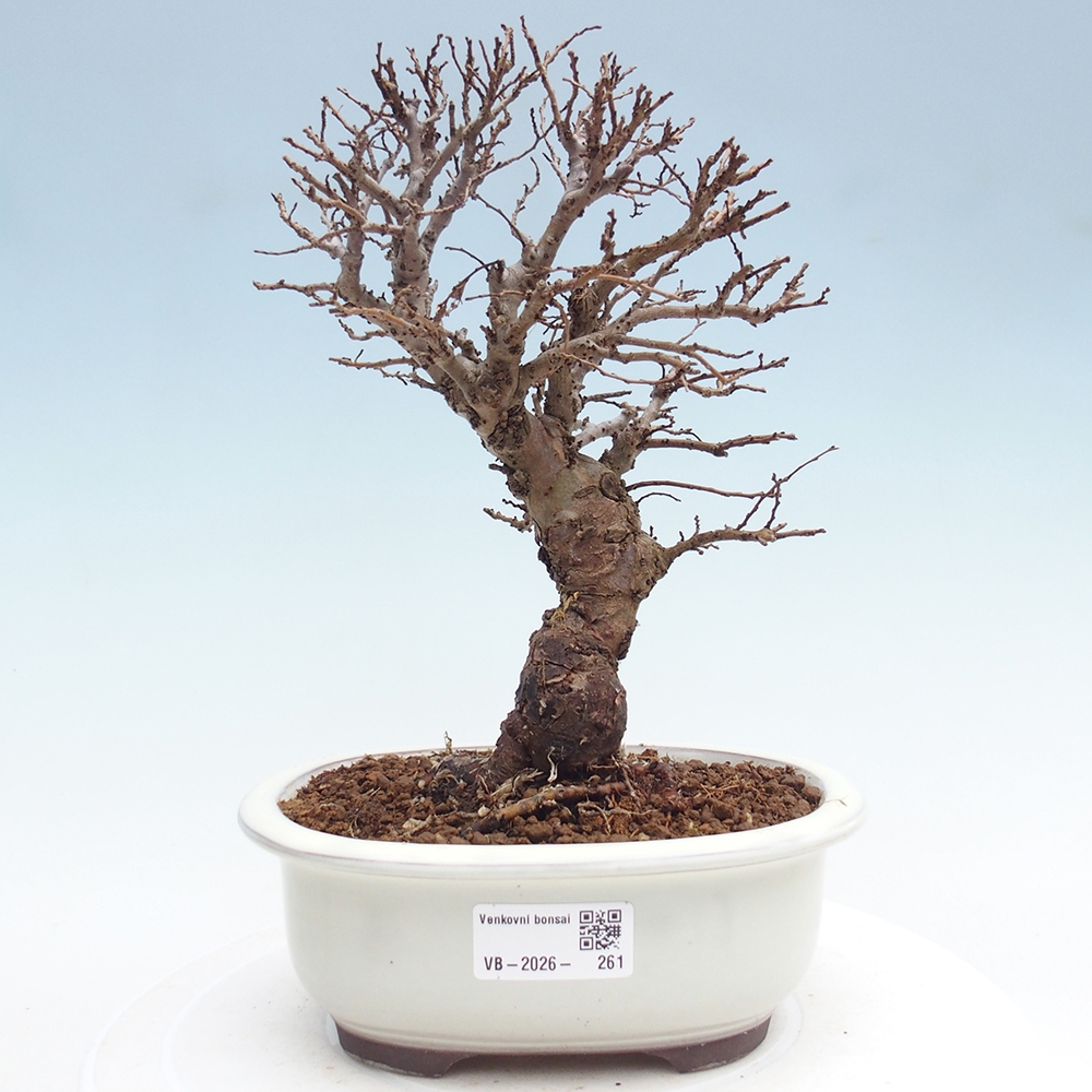 Bonsai für draußen - Zelkova - Zelkova NIRE