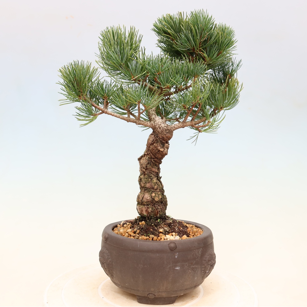 Bonsai für draußen - Pinus parviflora - Pinus parviflora