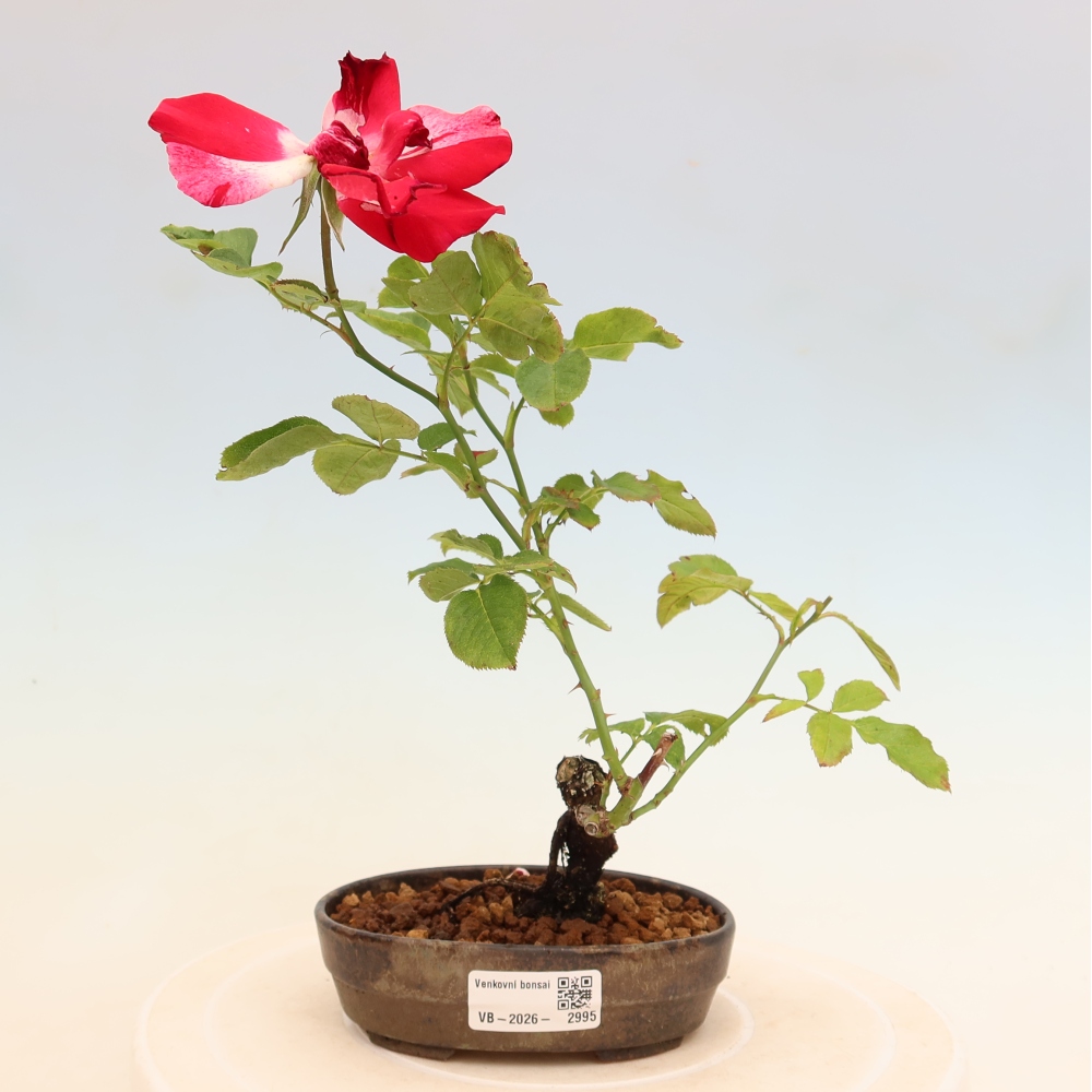 Bonsai für draußen - Rosa Kordes - Rose