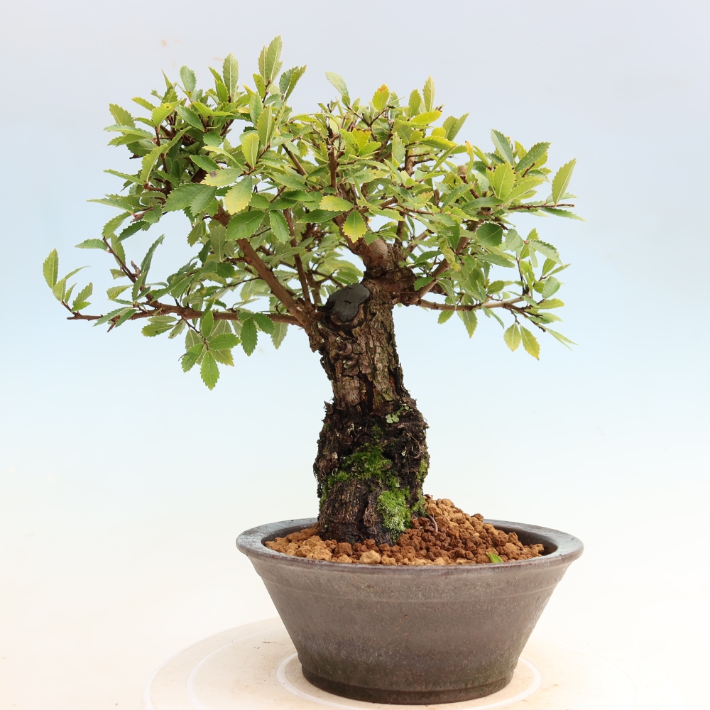 Bonsai für draußen - Zelkova - Zelkova NIRE