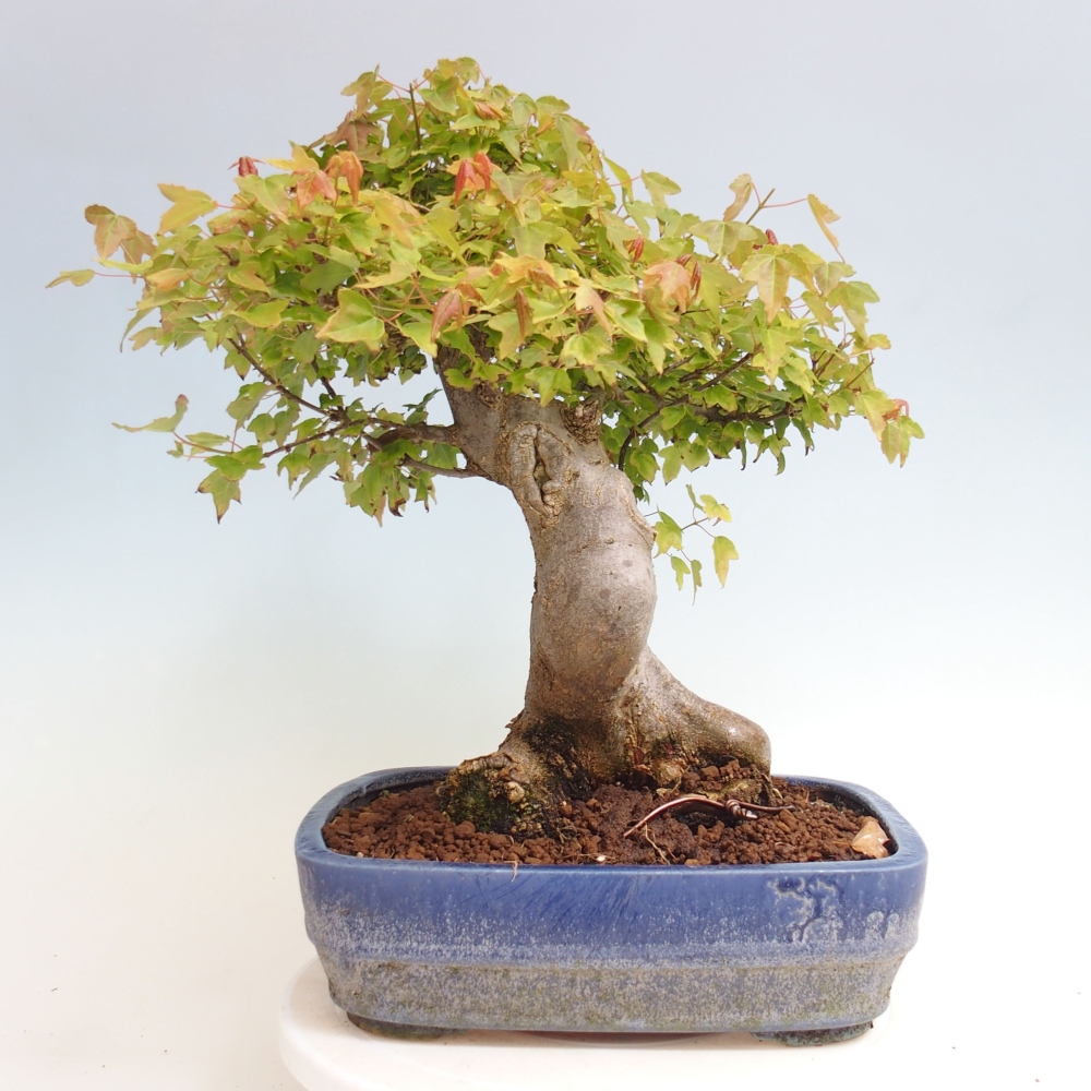 Bonsai für draußen - Acer Buergerianum - Bergahorn