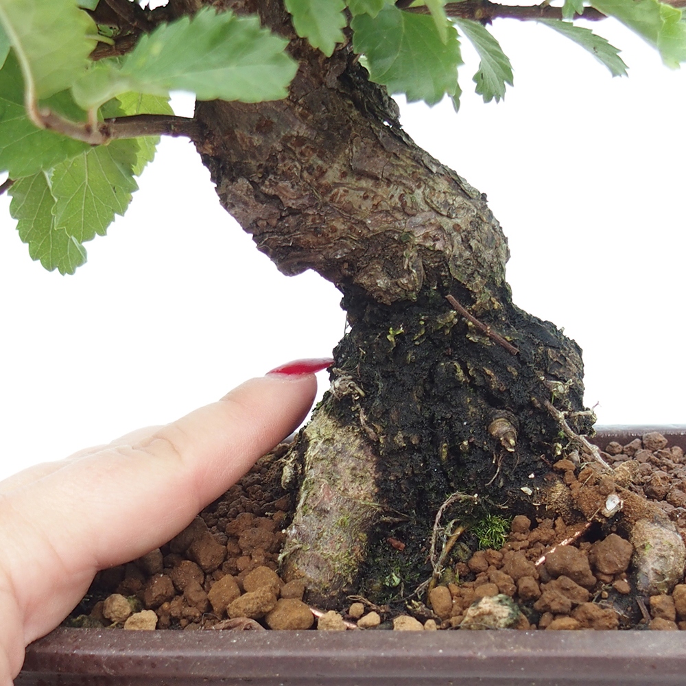 Bonsai für draußen - Zelkova - Zelkova NIRE