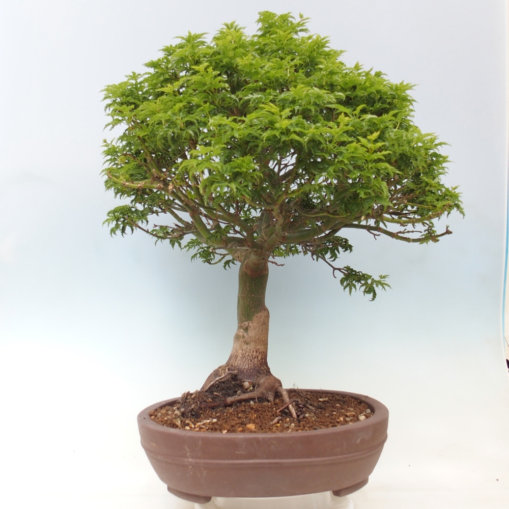 Bonsai für draußen -Javor-Palme Acer palmatum Shishigashira