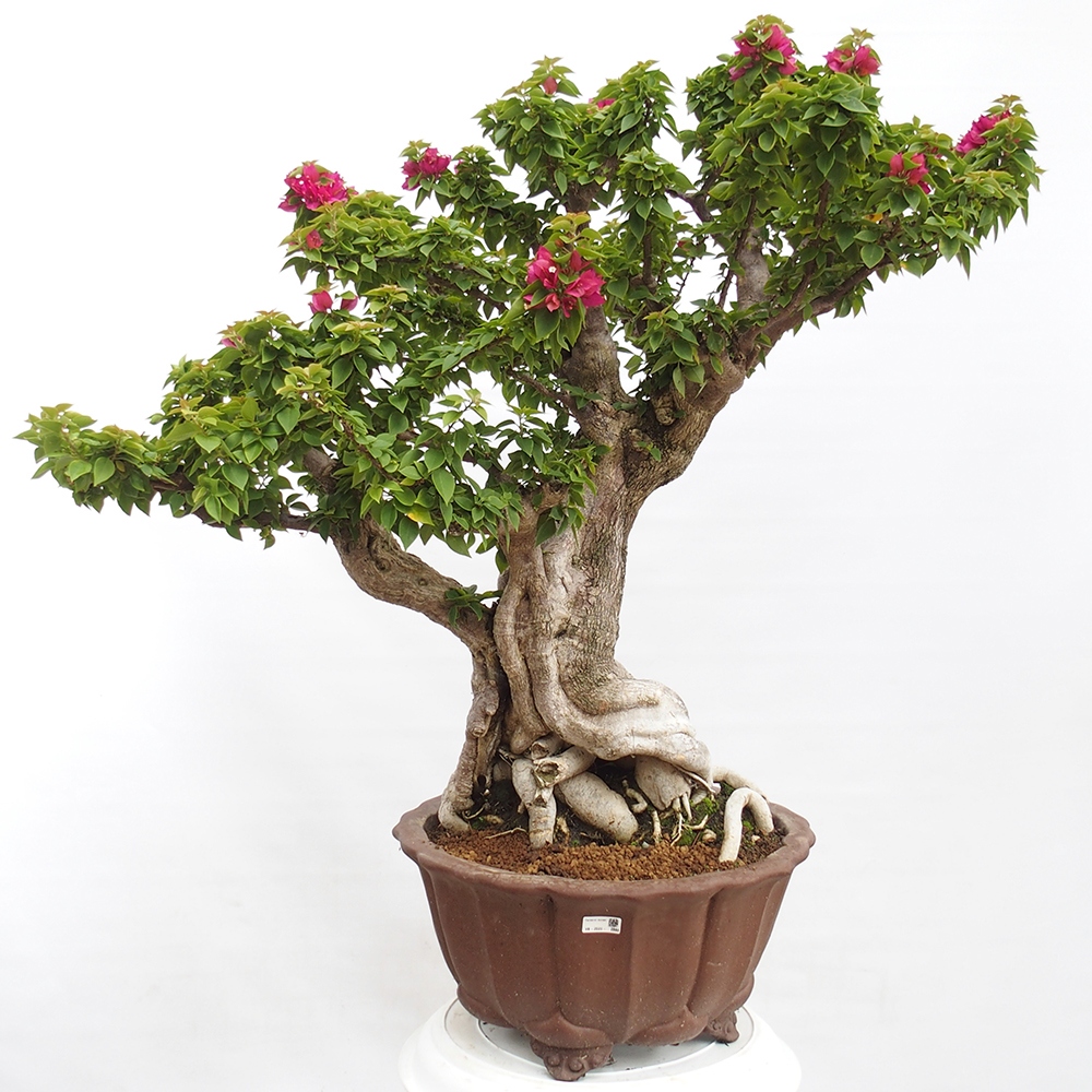 Zimmer Bonsai - Bouganwilea