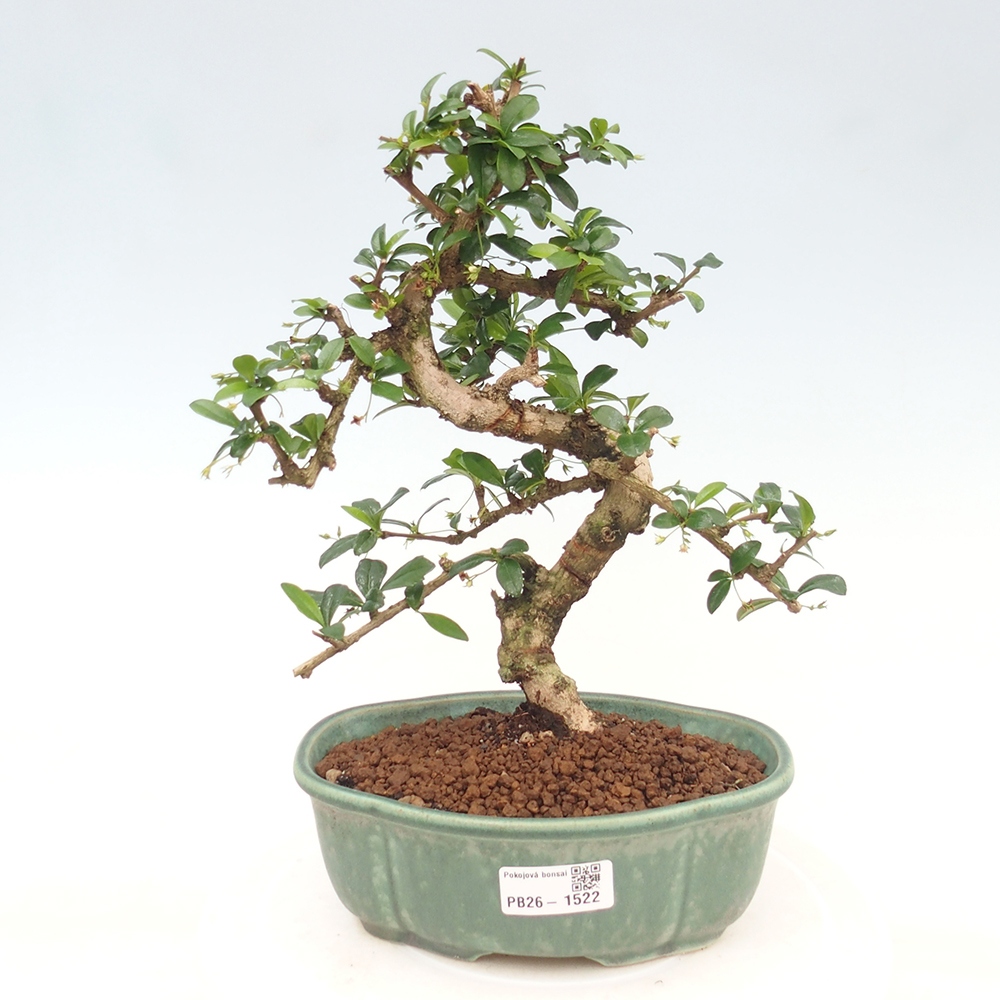Zimmer-Bonsai - Carmona macrophylla - Tee-Fuki