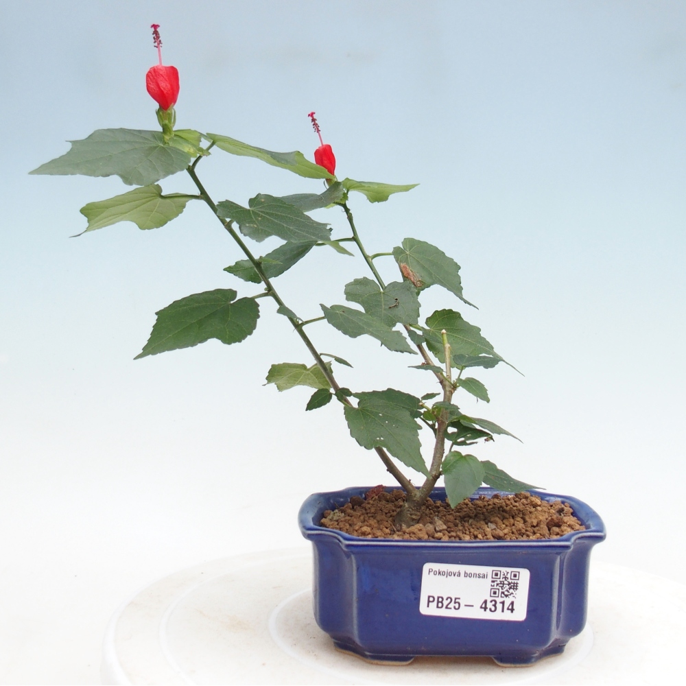 Zimmerbonsai - Malvaviscus arboreus