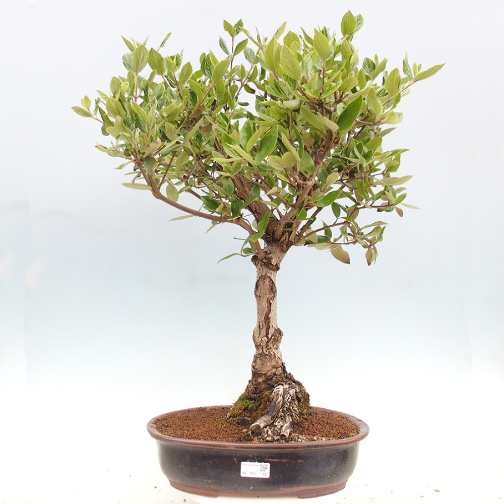 Bonsai für draußen - Kalina Bodnanská - Viburum carlesii hemsi