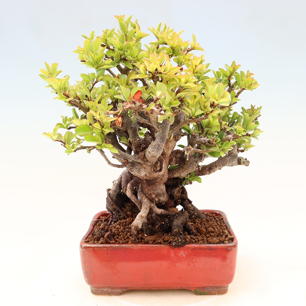 Bonsai für draußen - Chaneomeles speciosa Chojubai