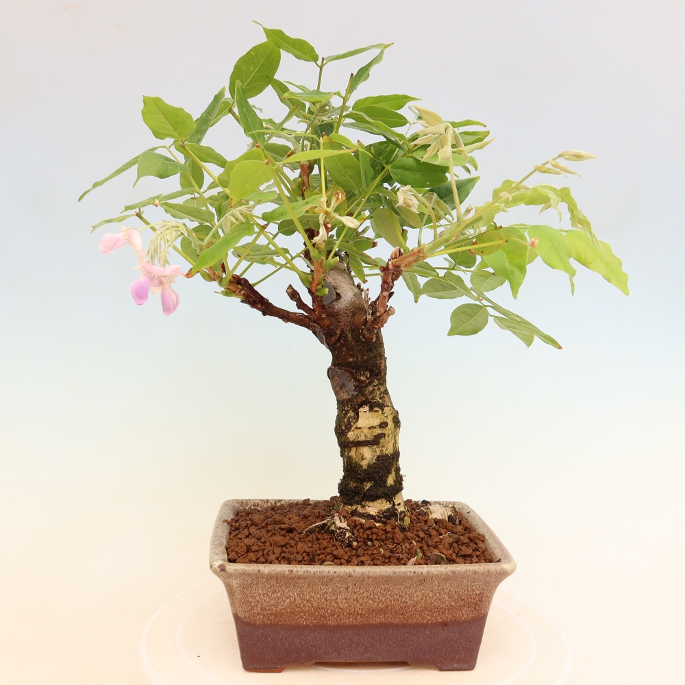 Bonsai für draußen - Wisteria floribunda