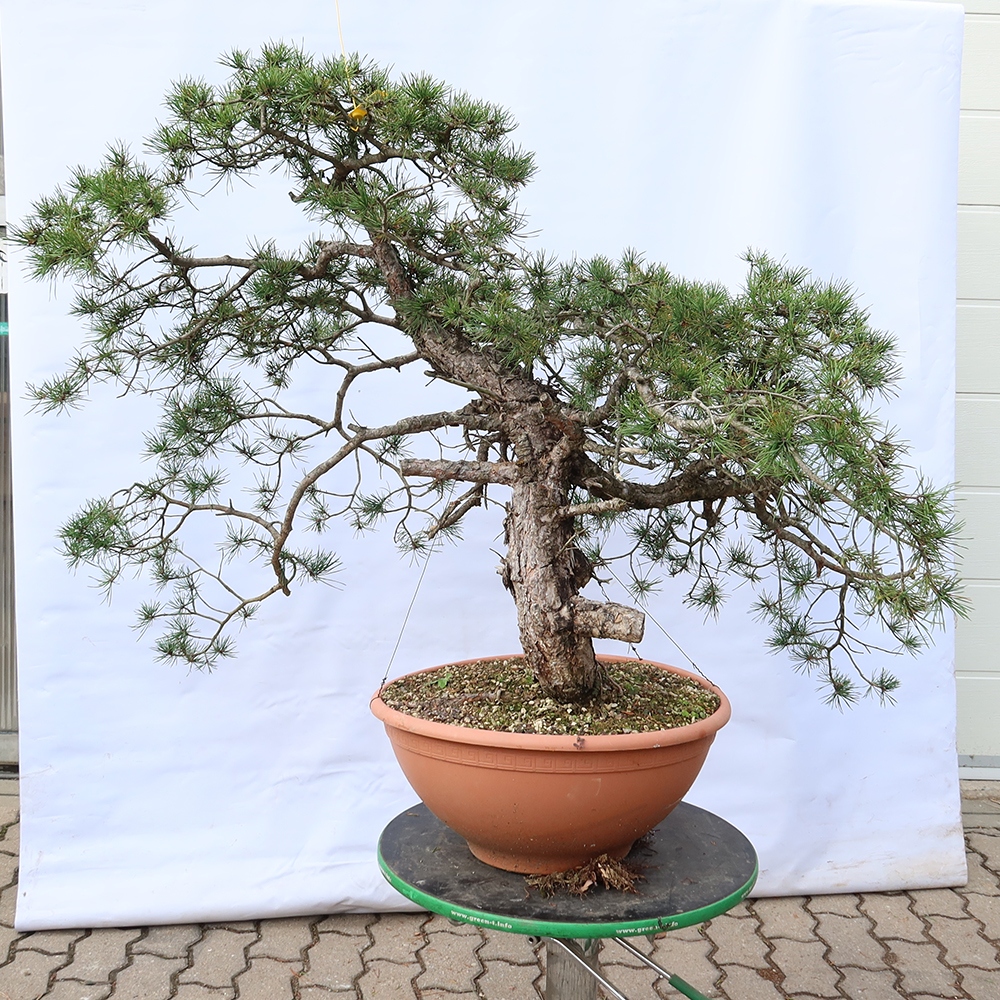 Pinus sylvestris Spanien – Waldkiefer