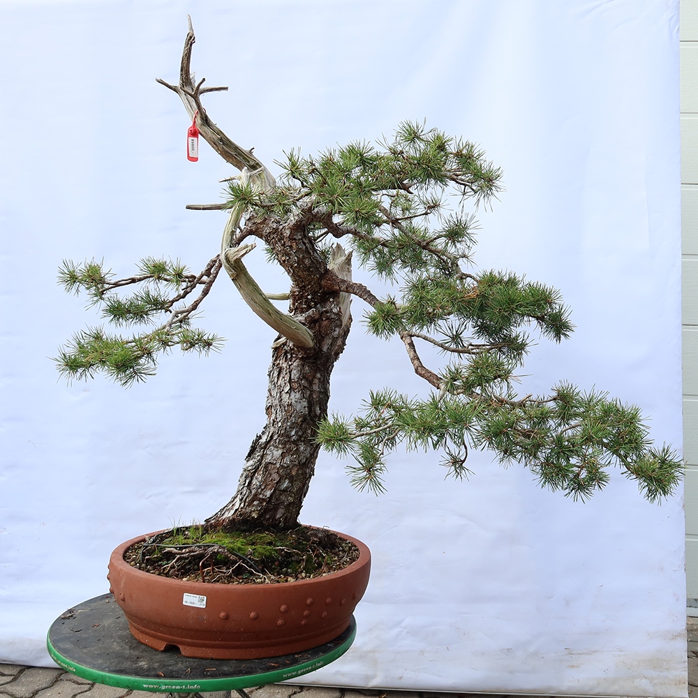 Pinus sylvestris Spanien – Waldkiefer